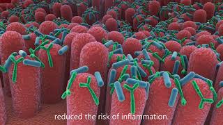 Lactobacillus and Bifidobacterium HEXBIO in our Digestive System [upl. by Uhsoj]