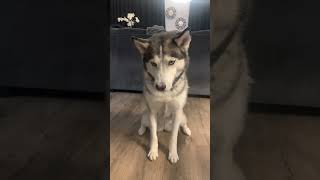 I Will Never Forget You cute siberianhusky youtubeshorts talkinghusky [upl. by Ano512]