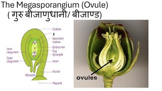 Sexual Reproduction in Flowering plants Lecture 4 Ovuleबीजाण्डClass12Target BoardNEET 2025 [upl. by Hawker]