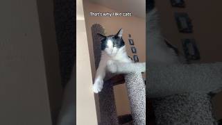 That’s called cattitude foryou cat funnyanimal funny catlover shorts viralvideo [upl. by Anuahsed]