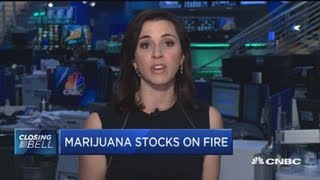 A blunt reality The risks to pot stocks [upl. by Jared]