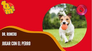 Juegos caseros para tu perro  QuéMañana [upl. by Roman]