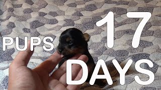 Puppies crying TINY YORKIE PUPPIES [upl. by Markowitz353]