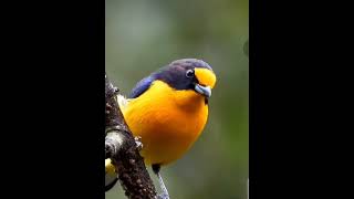 Violaceous euphonia bird [upl. by Lange]