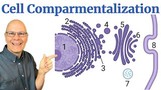 Finally Understand Cellular Compartmentalization the Endomembrane System and Endosymbiosis [upl. by Artur]