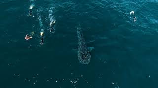 Live Ningaloo Swimming with Whale Shark Adventure Day [upl. by Gagnon524]