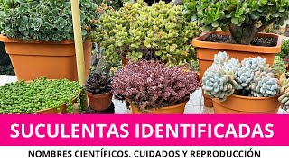 Parte 1 SUCULENTAS IDENTIFICADAS  Nombres científicos cuidados y reproducción [upl. by Ogires106]