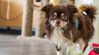 Chihuahua Deans Abusive Owners Fate and News About His Adopter [upl. by Otsugua]