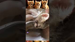 Removal of flying larvae on the chin of a gray kitten with great pain removal [upl. by Ajet]