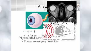 Optic nerve anatomy [upl. by Mazurek]