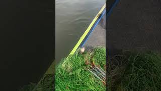 New Primitive Technology FISH TRAP with Fishing KR [upl. by Eiramanit]