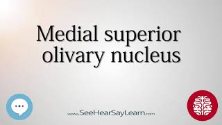 Medial superior olivary nucleus Anatomy of the Brain SeeHearSayLearn 🔊 [upl. by Merwin533]