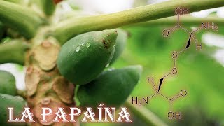 Por qué es importante La Papaya Por La papaína Mas 10 increíbles beneficios que aporta la Lechosa [upl. by Ahsitruc]