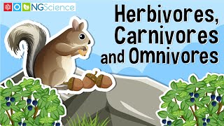 Herbivores Carnivores and Omnivores [upl. by Micco]