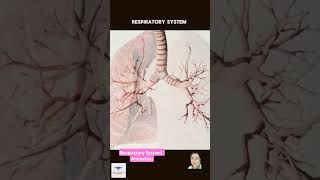 Respiratory System Animation shorts [upl. by Coplin]