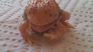 Albino Toad eating own skin [upl. by Elden]