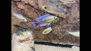 Dominant Cyprichromis leptosoma Kigoma F1 males  PISCES [upl. by Doowyah503]