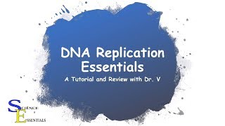 DNA Replication Essentials  Dr V [upl. by Fuld]