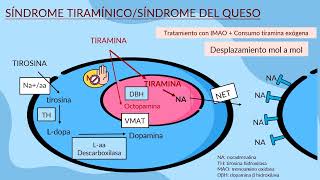 8Farmacología de la neurotransmisión adrenérgica 2023 Cátedra 1 FMed UBA turno lunes [upl. by Noletta]