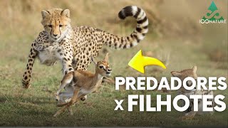 10 Momentos Incríveis De Predadores Caçando Filhotes [upl. by Sheff]