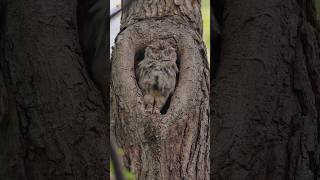 Owl Sounds Eastern Screech Owl [upl. by Edia]