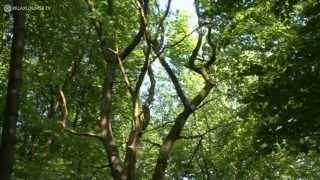 Relax mit MAGIC FOREST  02 LAUBWALD RELAXLOUNGETV [upl. by Nolur]