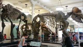 Mammoth Skeleton Video Museum Video [upl. by Kano]