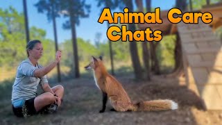 Wolf amp Fox Training  Animal Care Chats [upl. by Taran]