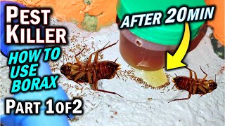 Is Borax Effective vs ANTS ROACHES amp TERMITES as a Pest Killer Part 1 of 2 [upl. by Aznaed224]