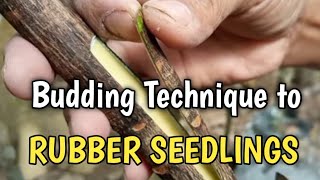 Budding Technique to Rubber seedlings [upl. by Aneg]