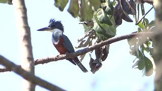 Canto do Martimpescadorgrande Megaceryle torquata  Ringed Kingfisher [upl. by Kaela]