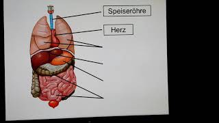 Wo sind unsere Organe im Körper [upl. by Saihttam317]