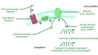 L22 signal transduction [upl. by Lagiba17]