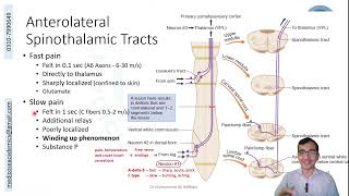 Ascending Tracts of the Spinal Cord [upl. by Cummine]