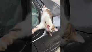 Cute…🐈🥰🐈funny foryou cutecat shortvideo cat cute funnyvideo [upl. by Bamberger]