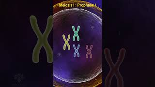 Prophase 1 meiosis  meiosis cell division shorts shortsvideo [upl. by Felicidad52]