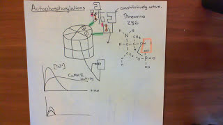 CalciumCalmodulin Dependent Kinase II Part 3 [upl. by Westbrook460]