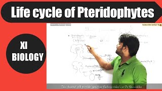 Life cycle of Pteridophyte [upl. by Nerty]