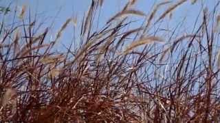 Phleum Pratense or TimothyGrass as Ornamental Plant [upl. by Michigan]