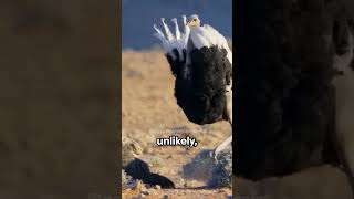 Ostrich vs Cassowary  Feathered FaceOff [upl. by Klecka]