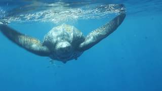 Worlds Largest Turtle  LEATHERBACK SEA TURTLE  Great Barrier Reef Australia [upl. by Retsof]