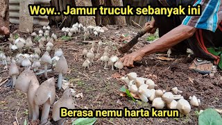 Panen Jamur Trucuk jamur terenak didunia  Jamur yang cuma tumbuh setahun sekali [upl. by Aleacin]