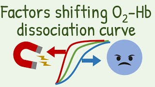 Factors Shifting Oxygen Hemoglobin Dissociation Curve [upl. by Eimilb969]