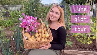 End of June Allotment Tour Weeding amp Harvesting 😅 Allotment Vlog 🥔 Ep26 🥔 [upl. by Dett]