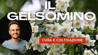 Il Gelsomino coltivazione e varietà speciali [upl. by Nosnar]