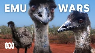 The Great Emu War how it started and who won  ABC Australia [upl. by Amice]