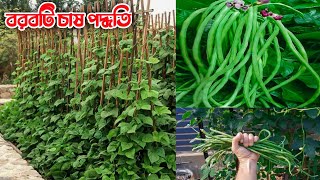 বরবটি চাষ পদ্ধতি খুব সহজে বিস্তারিত  Borboti Chas  Long Bean Cultivation [upl. by Judie]