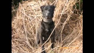 Patterdale Terriers Hunting in ireland [upl. by Aisinoid157]