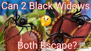 2 black widows inside one Venus fly trap WHAT WILL HAPPEN [upl. by Omidyar]