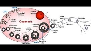 Oogenesis  Multiplication and growth phase [upl. by Honna]